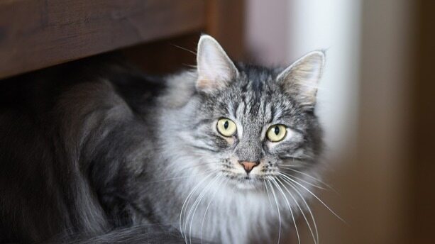 作为现代开发的基础,为什么TDD没有被广泛采用?