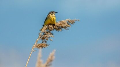 基于 SGlang RBG + Mooncake 打造生产级云原生大模型推理平台