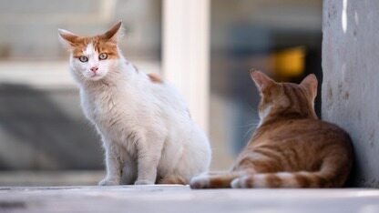 收购不成便带头封杀?!Meta 痛下狠手,OpenClaw 彻底失控:被拒后竟“人肉”网暴人类,实锤无人操控