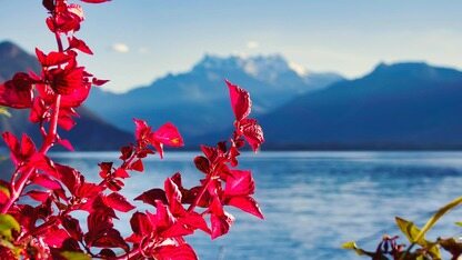 构建代理式MLOps:一种基于A2A和MCP的分层协议策略