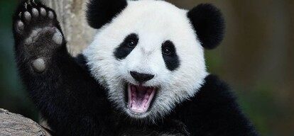 数据分析神器pandas 如何用1行python代码挖掘数据 Infoq
