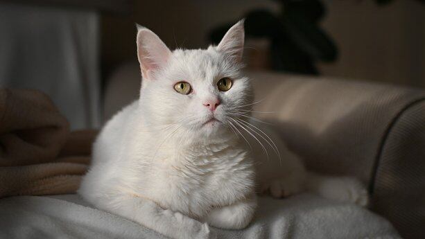 【Serverless For Good-2022】 编程挑战赛报名开启，丰厚奖金只等你拿！