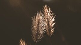 七年前选择用Go和Rust做数据库的创业公司，如今怎么评价这个决定？