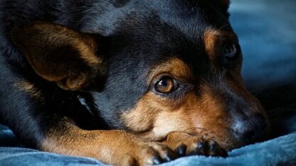 Netflix迁移至Amazon Aurora：性能提升75%，成本降低28%