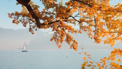 .NET 10提升了MAUI的质量和性能