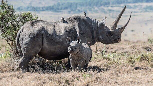 “天才少年”5年0收入造JS核武！Claude天价收购Bun，Node.js生态地震，AI工具链战争正式打响！