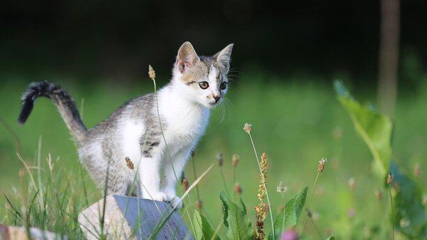 明年让AI可靠地抢走你的活儿？Anthropic 首席产品官曝新年目标：大模型不拼 “更聪明”，终结“公司上AI，员工更累”尴尬