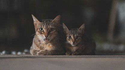 云上百万大数据任务的自动优化实践|QCon 北京