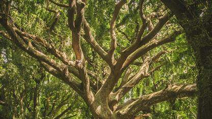 Rust 的独特之处不只内存安全:来自自主机器人的启示