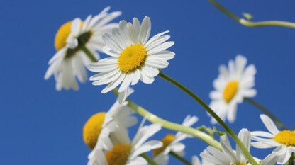 JEP 500:通过限制反射来强制实现Final字段的严格不可变性