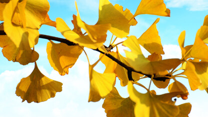 使用云伙伴系统,让您的迁移之旅不再孤单