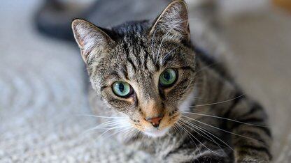 9B 模型“平替”GPT-4o ？！面壁赌对OpenClaw端侧AI，内部上演一人月产65万行代码的效率核爆