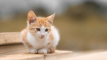 大模型低价趋势延续！智象未来姚霆：B端、C端界限模糊，API不够、逼出 “按结果付费”