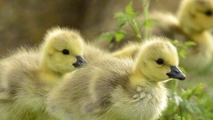 Argo CD 3.3 带来更安全的 GitOps 删除操作与更顺畅的日常运维体验