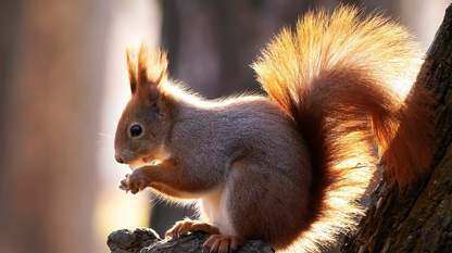 Cloudflare 推出 Think：一款面向 AI 代理的持久化运行时