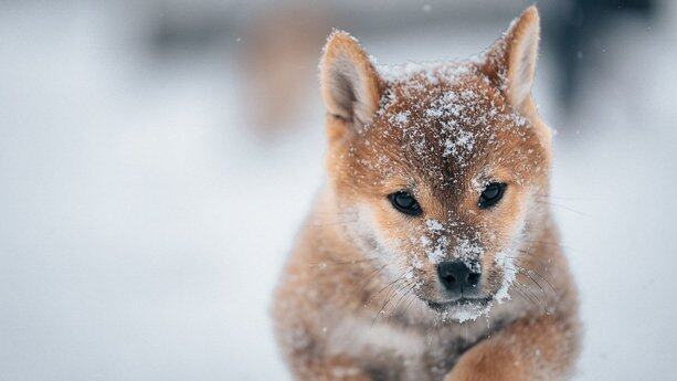 高度内部化技术栈锁死谷歌人！一个 bug 逼麻省理工精英逃离“金手铐”：离开谷歌，我的技能就作废了
