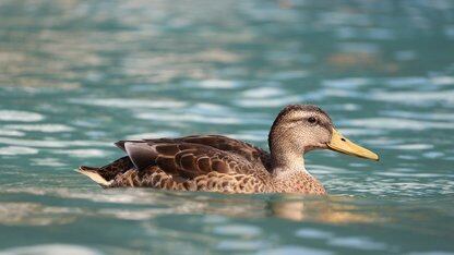 Cursor 3 发布：IDE 不重要了，智能体控制台上位，VS Code 这一套开始失效