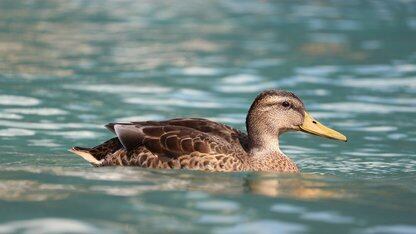 DuckLake 1.0：具有SQL目录元数据的数据湖格式
