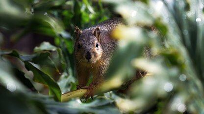 Dropbox 与 GitHub 合作，将单体库大小从 87GB 缩减至 20GB