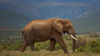 “攻击迫在眉睫”，39%的云环境存在最高严重性的React漏洞