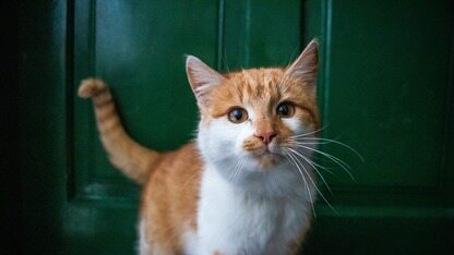 Navigation组件怎么设置顶部动态模糊效果？