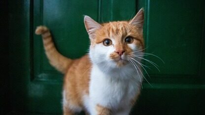 杨植麟自曝“家底”：手握超100亿现金、刚融了5亿美元，明年Kimi员工激励翻倍，“短期不着急上市”