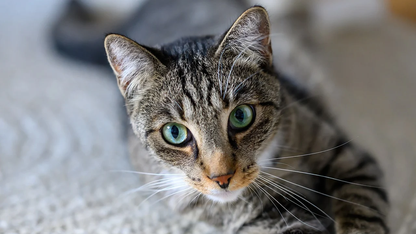 Moltbook“造假”刷屏,Clawdbot创始人犀利批判Agent:缺了人纯烧token、只出烂代码,没“审美”