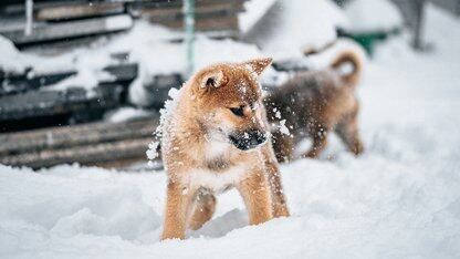 Zig 退出 GitHub:微软对AI 的痴迷毁了它