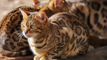 Qwen“半成品”推理模型刷下AIME满分,俘获大批国外开发者!实测碾压GPT-5 Thinking、还能写侦探小说