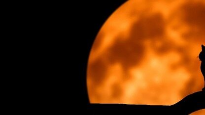 FOSDEM 2026:WebTransport简介,下一个 WebSocket?!