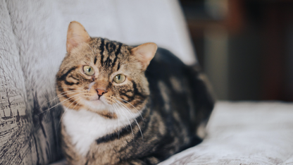 三大头部互联网企业交锋,AI 时代可观测边界出现了吗?