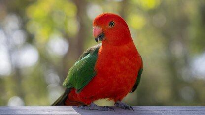 平台即产品：平衡相互冲突的优先事项并创造价值