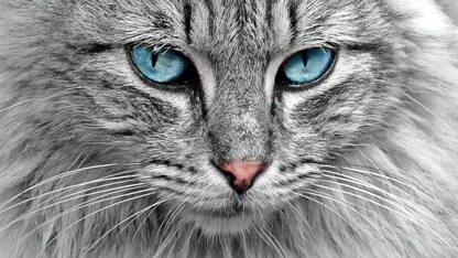 Claude Code 的创始人揭秘工作流程：开5个智能体“玩编程游戏”，不看的程序员就落后了？