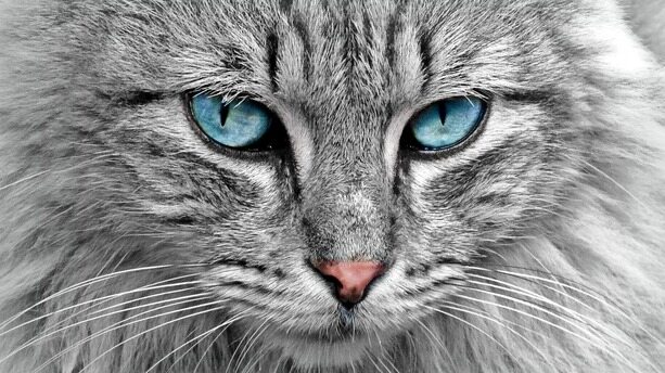 美团 AI 浏览器遭开发者公开维权！目前双方已和解，相关代码已完成开源处理