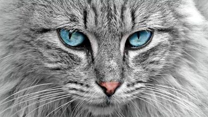 美团 AI 浏览器遭开发者公开维权!目前双方已和解,相关代码已完成开源处理