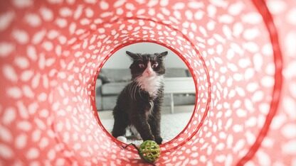 世纪反转：“安卓爹”谷歌成 iPhone“大脑供应商”？曝苹果每年掏70亿换定制Gemini，明年上线新Siri