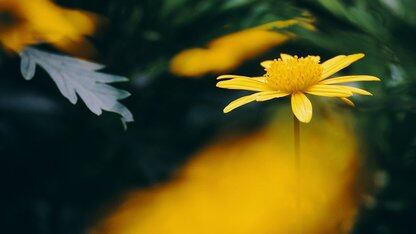 报告显示:企业对 Kubernetes 认证需求增加了 455%,云技术需求首超Linux