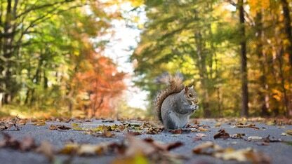 Anthropic 推出 Managed Agents，简化 AI 代理部署流程