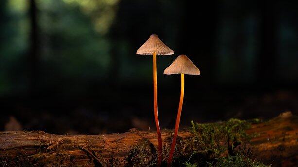 谷歌24亿美元买个壳？劈柴哥力推的王牌IDE被爆“复制”Windsurf，连Bug一起