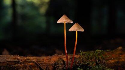 谷歌24亿美元买个壳?劈柴哥力推的王牌IDE被爆“复制”Windsurf,连Bug一起