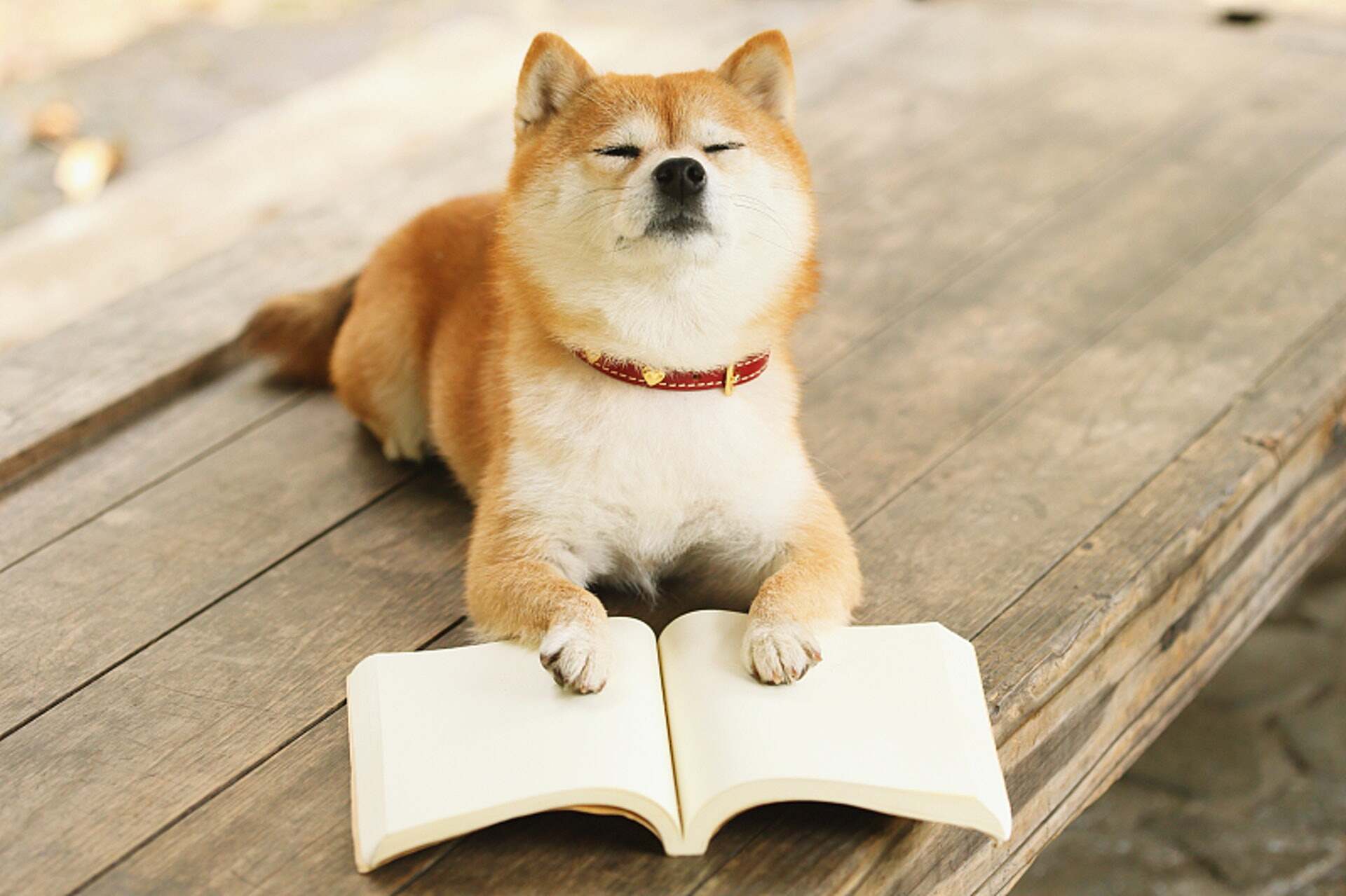 Pets with book