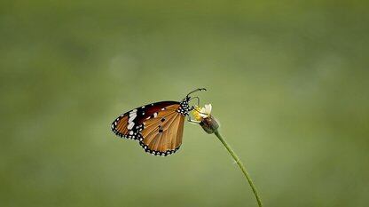 OpenClaw 走红背后：Agent、AI Coding 与团队协作的新问题