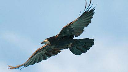 “新”意十足 ·&nbsp;HarmonyOS模板&组件  （本次上新：求职、回收、旅游攻略模板；发票、估价等组件）