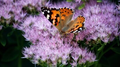 AI Agent在微软的Magentic Marketplace模拟中未能通过操纵测试