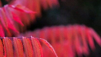 Shadcn 发布可视化项目构建工具