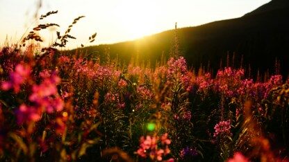 苹果筑起的权限高墙，被 Meta AI 助手“借道”绕过