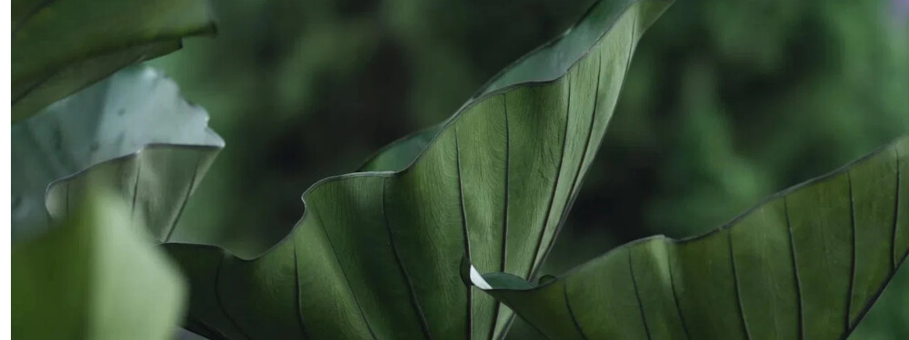 字节跳动开源动态与技术实践