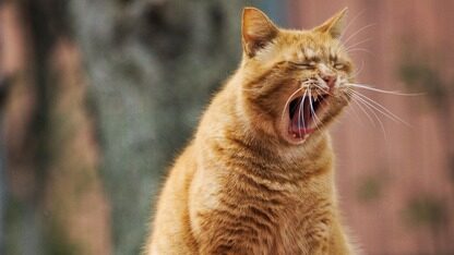 月薪3500的 “机器人保姆” 来了!OpenAI投资的家用人形机器人开售,AI 是核心驱动力