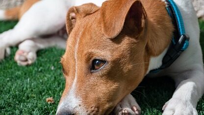 将遗留测试套件迁移到基于Kotlin的Gauge框架的经验总结