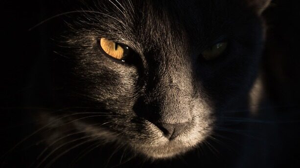 百度入局后“形势不对劲”，拍卖当场叫停！Hinton与Jeff Dean首曝：64岁实习生，为“开心”与200万美元算力押定谷歌